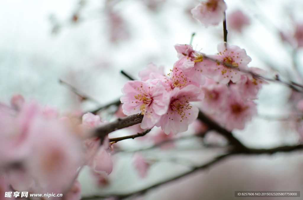 梅花