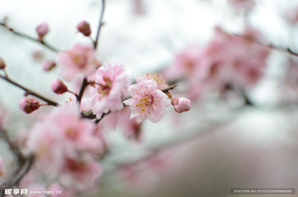 梅花