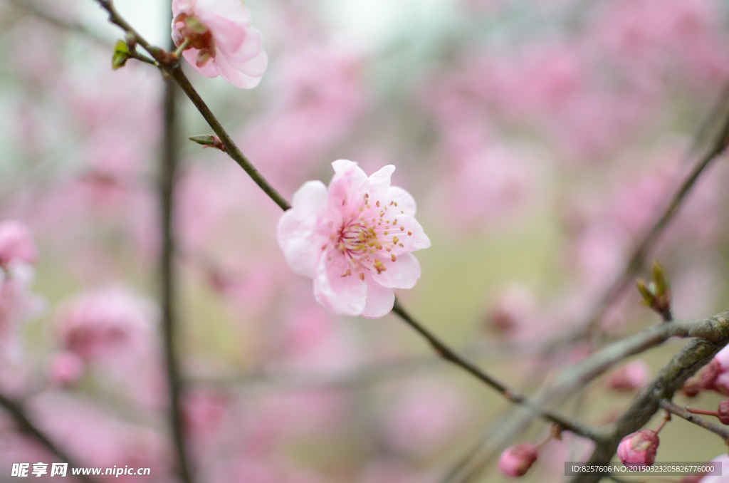 梅花