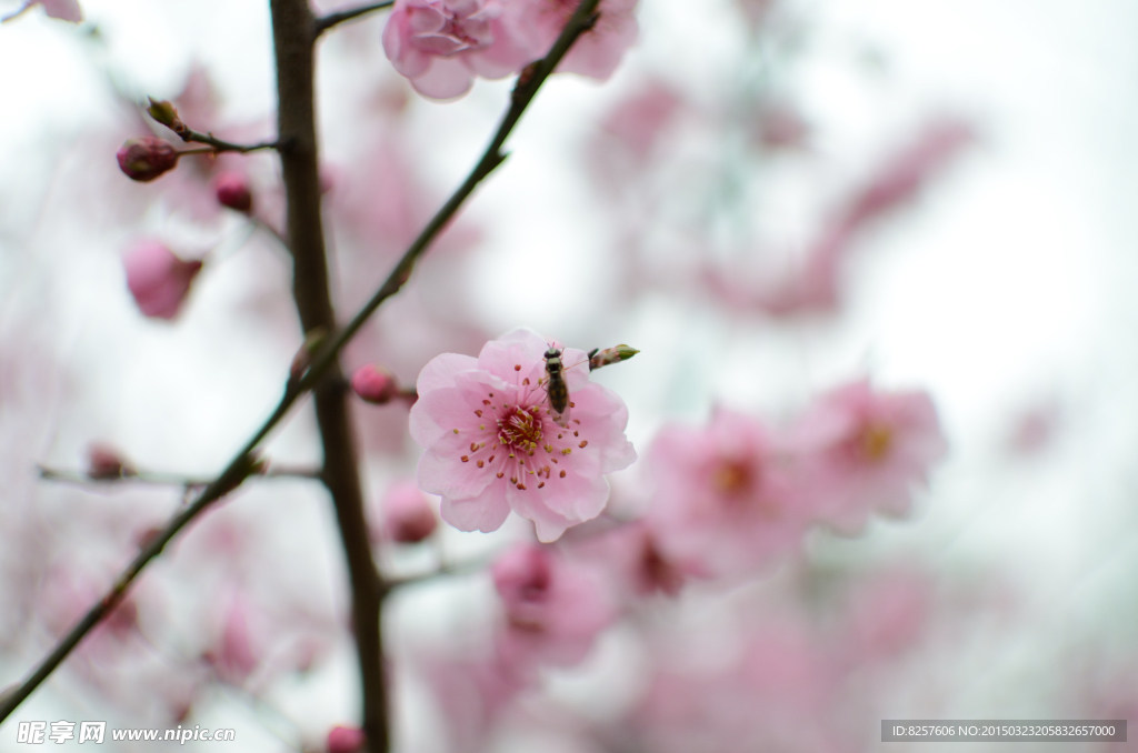 梅花