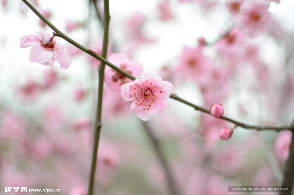 梅花