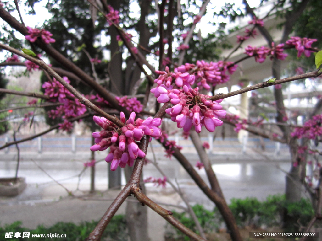 紫荆花