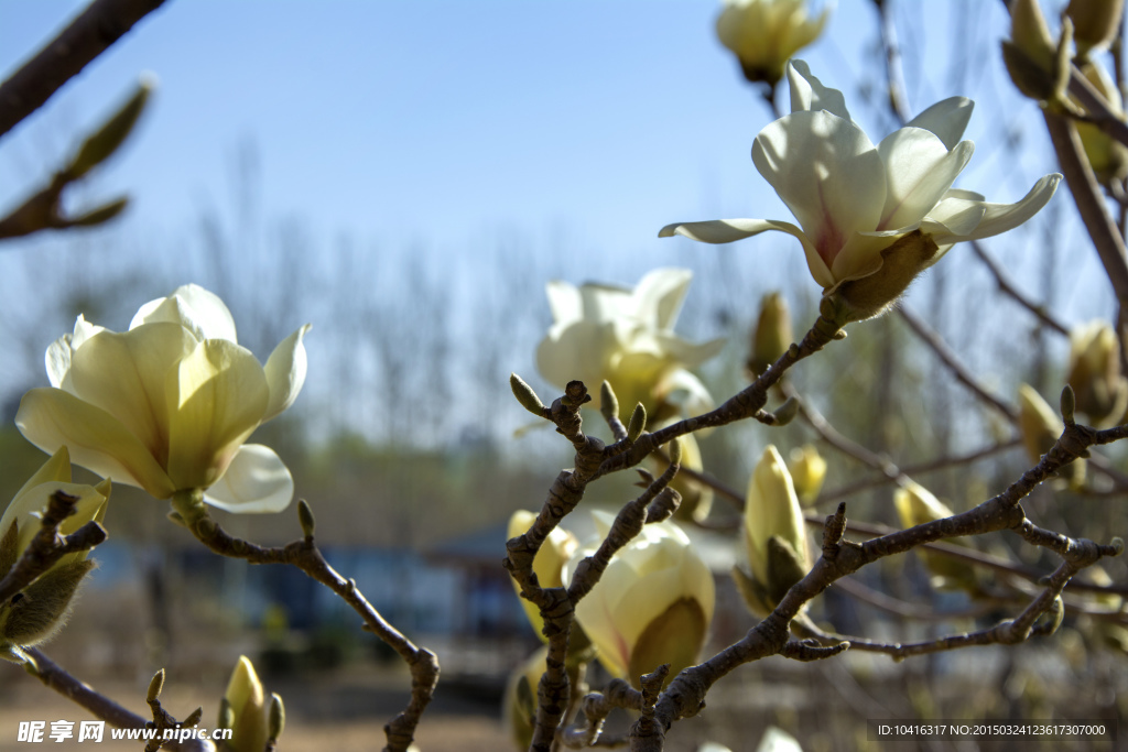 玉兰花