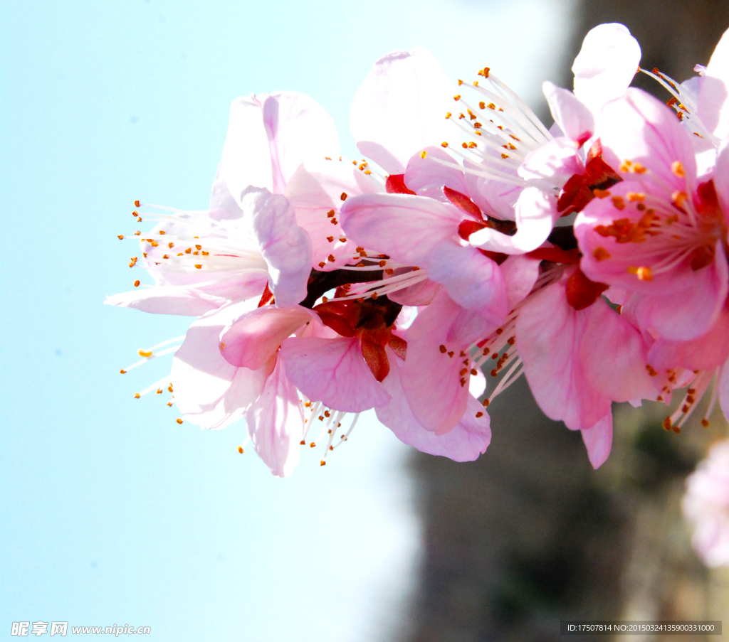 桃花特写