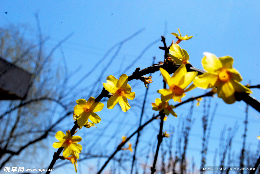 迎春花