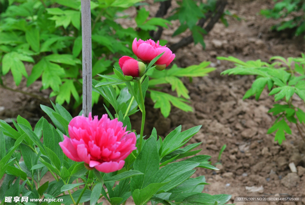 菏泽牡丹