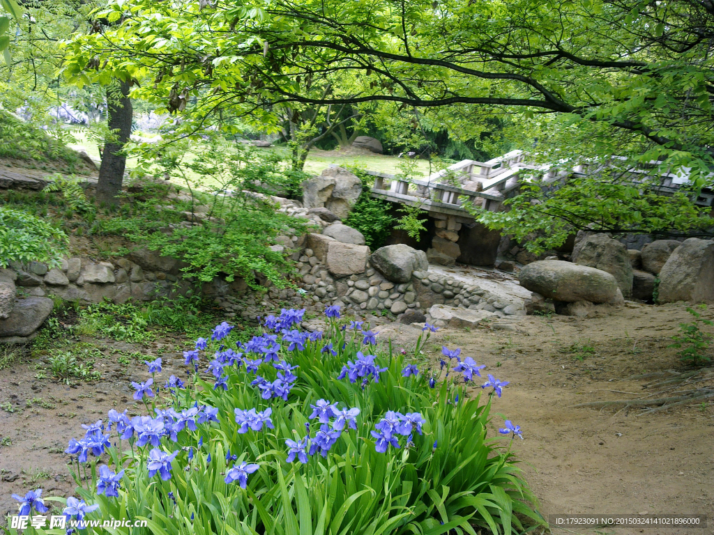 鸢尾花