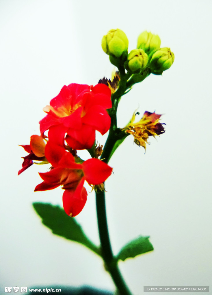 长寿花