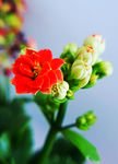 长寿花