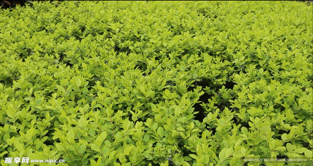 绿色植物移拍 高清
