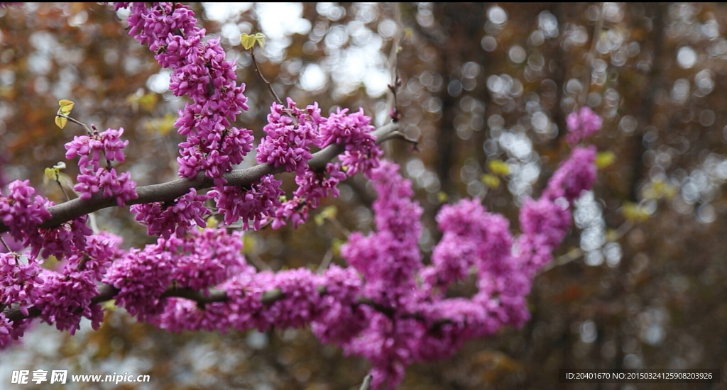 蜜蜂采蜜 高清