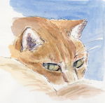 猫的水彩