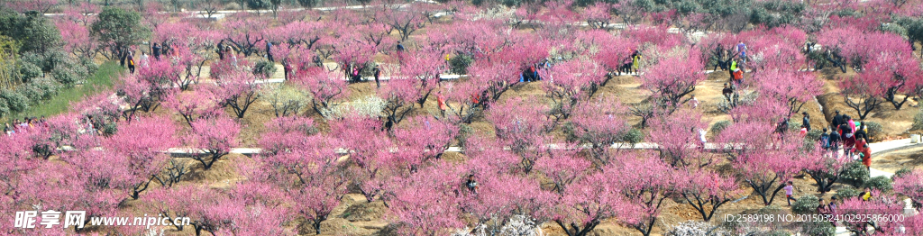 春暖花开 春天红梅