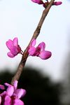 紫荆花开