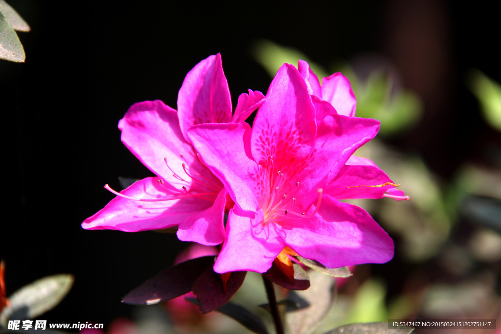 杜鹃花