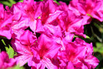 红色杜鹃花