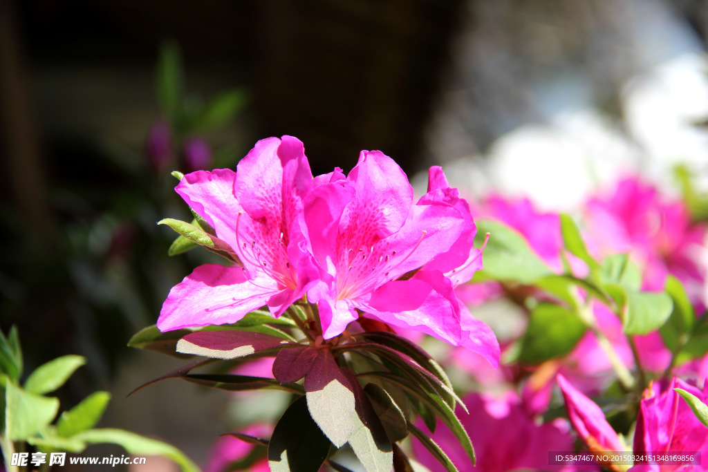 红色杜鹃花
