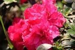 杜鹃花