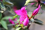 杜鹃花