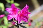 红色杜鹃花