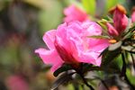 杜鹃花