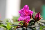红色杜鹃花