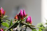 杜鹃花