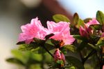红色杜鹃花