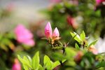 红色杜鹃花
