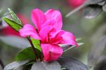 红色杜鹃花