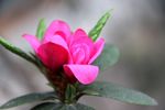 杜鹃花