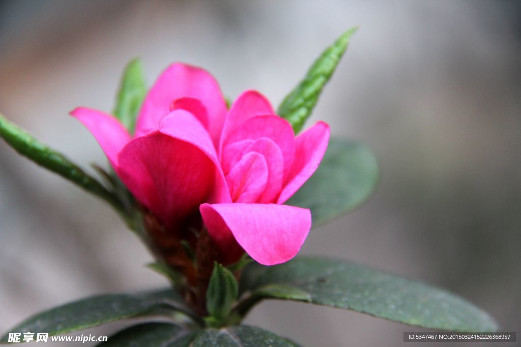 杜鹃花