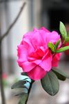 红色杜鹃花