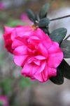 红色杜鹃花