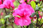 红色杜鹃花