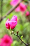 红色杜鹃花