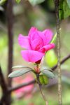 红色杜鹃花