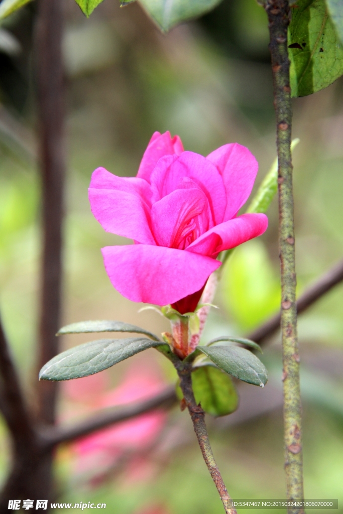 红色杜鹃花