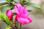 红色杜鹃花