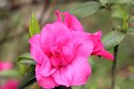 红色杜鹃花