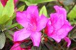 红色杜鹃花