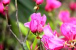 红色杜鹃花摄影