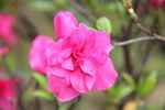 红色杜鹃花摄影