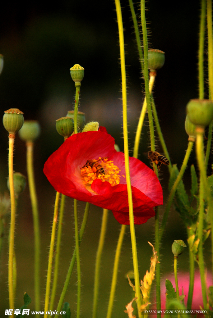 蜂花