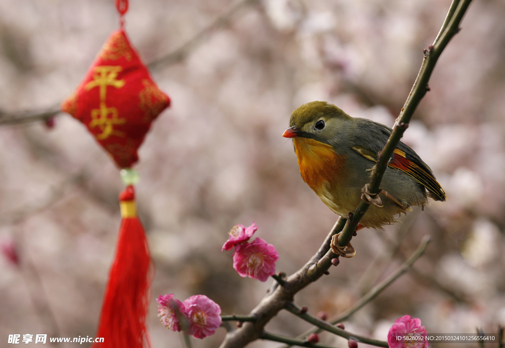 红嘴鸟