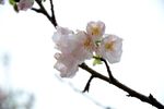 樱花细写