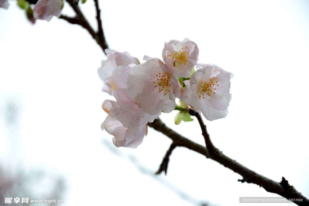 樱花细写