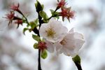 莫然樱花