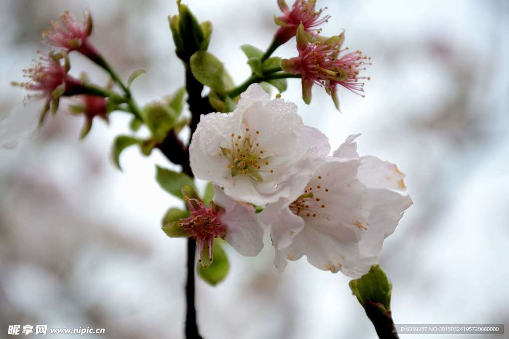 莫然樱花