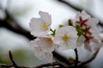 莫然樱花